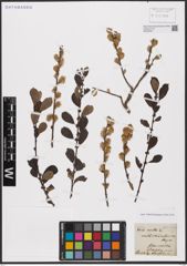 Foto von Salix aurita L.